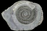 Dactylioceras Ammonite Fossil - England #84909-1